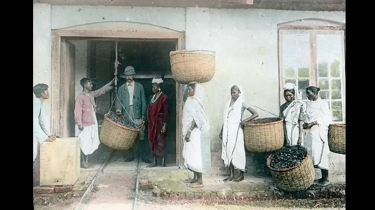 A 1910 image of workers bringing harvested tea to colonists