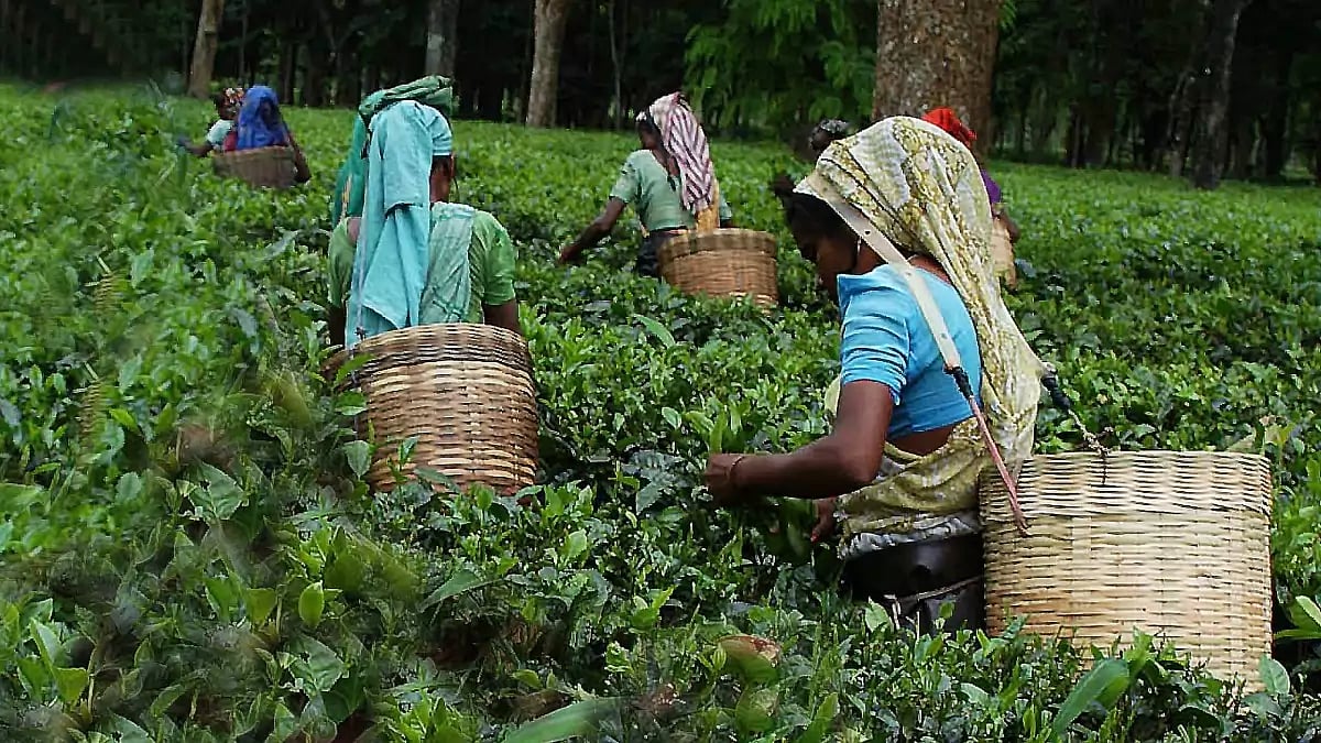 'Sudden' lockout in Assam tea garden; 500 workers in agitation