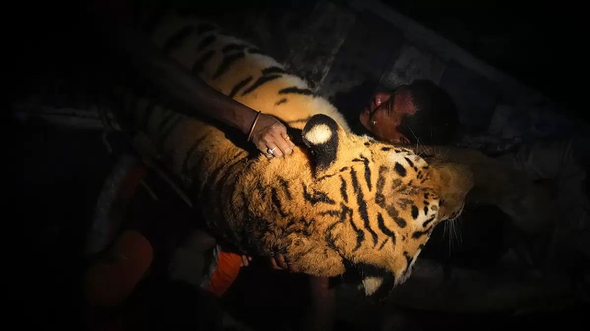Royal Bengal Tiger