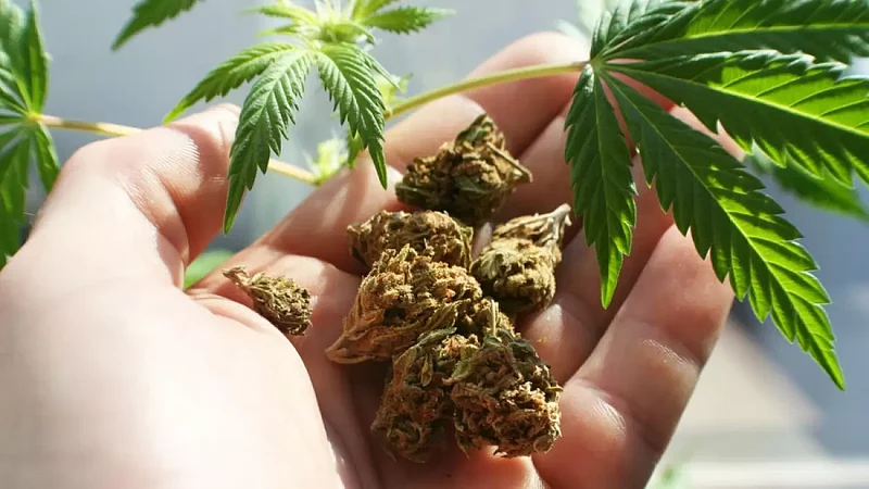 Marijuana Worth Rs 1 Cr Seized In Assam, Two Held