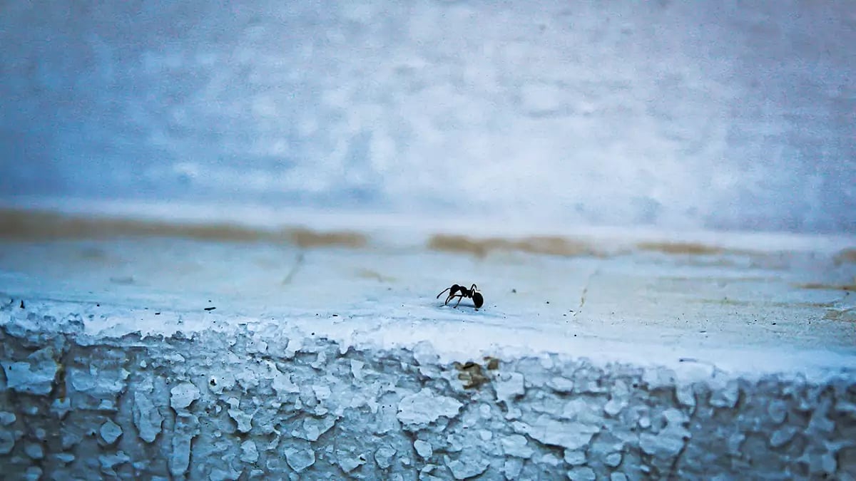 When A Poet Celebrates Ambiguity That Comes With Being Bilingual