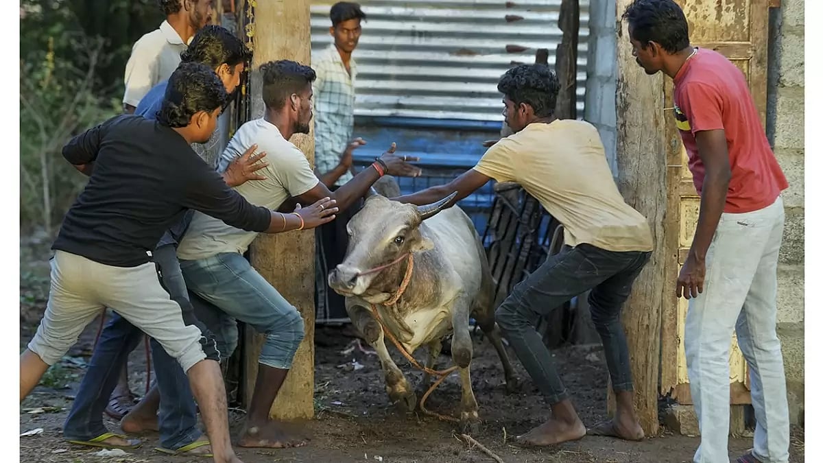 Training Of Bulls For Annual ‘Jallikattu’ Event In Tamil Nadu