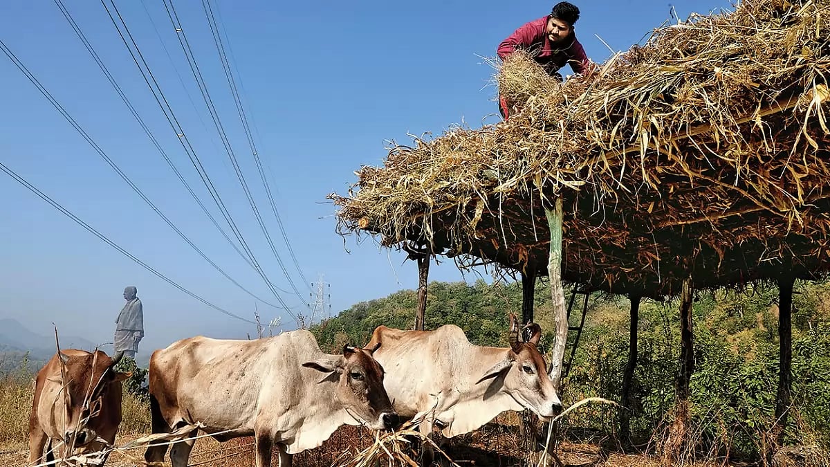 The Never-Ending Narmada Nightmare