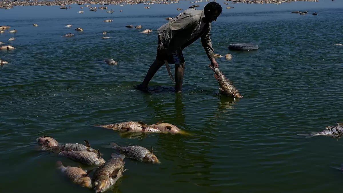 Argentina Dead Fishes