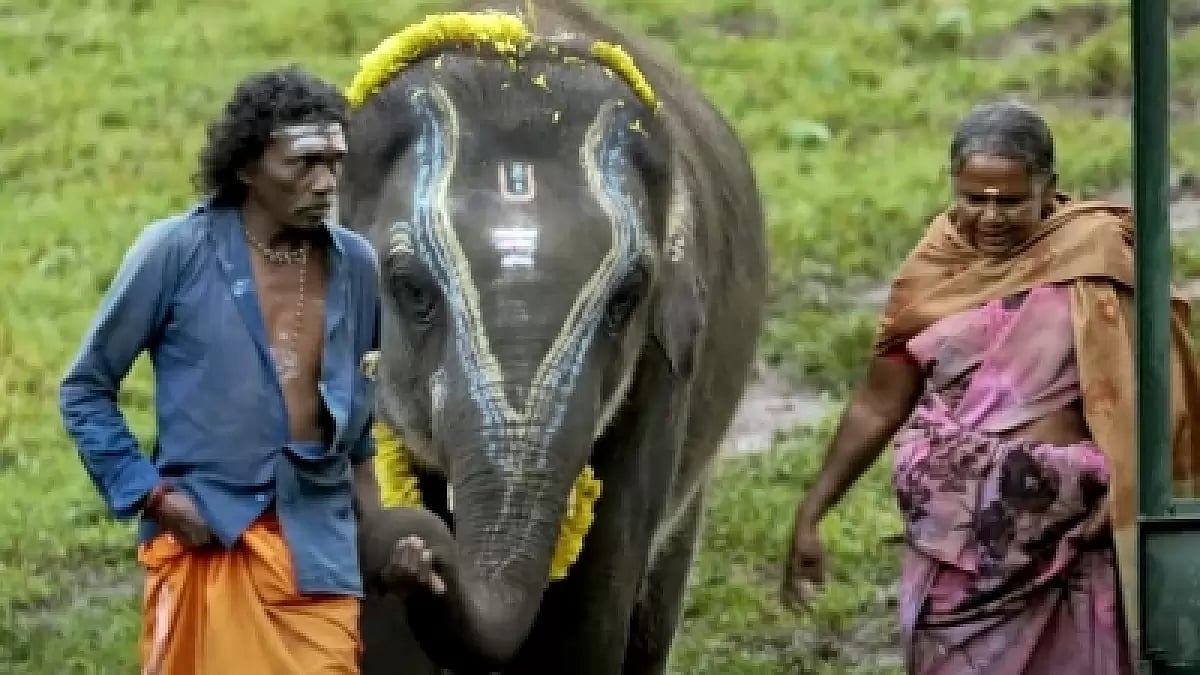95th Oscar Nominations: 'The Elephant Whisperer' makes it to Short Film list