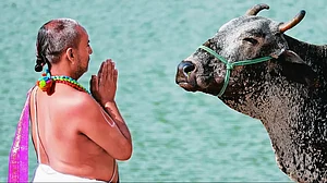 Deifying the Cow