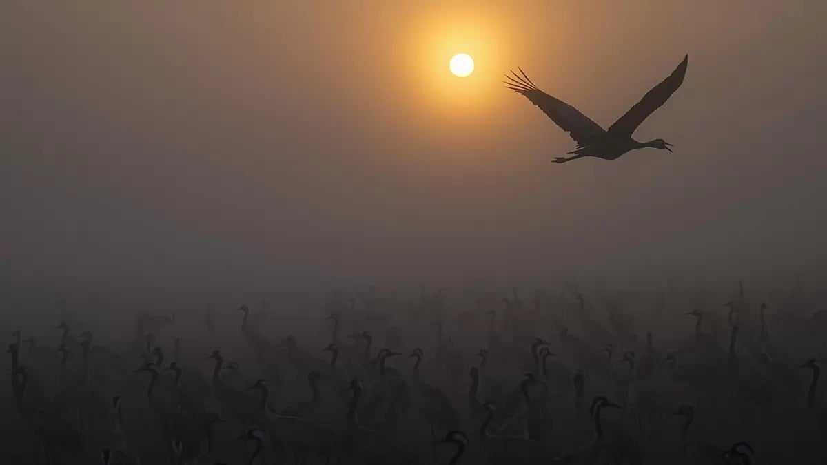 Israel Migrant Birds