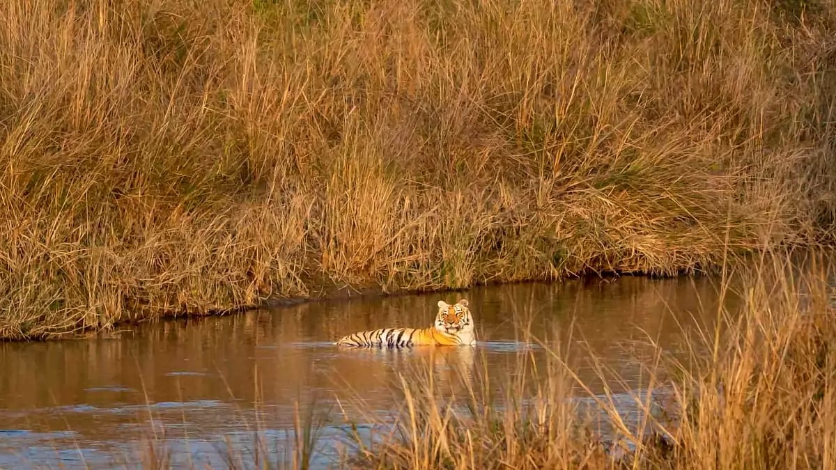 Chasing the mighty man-eaters was like a sport for Corbett