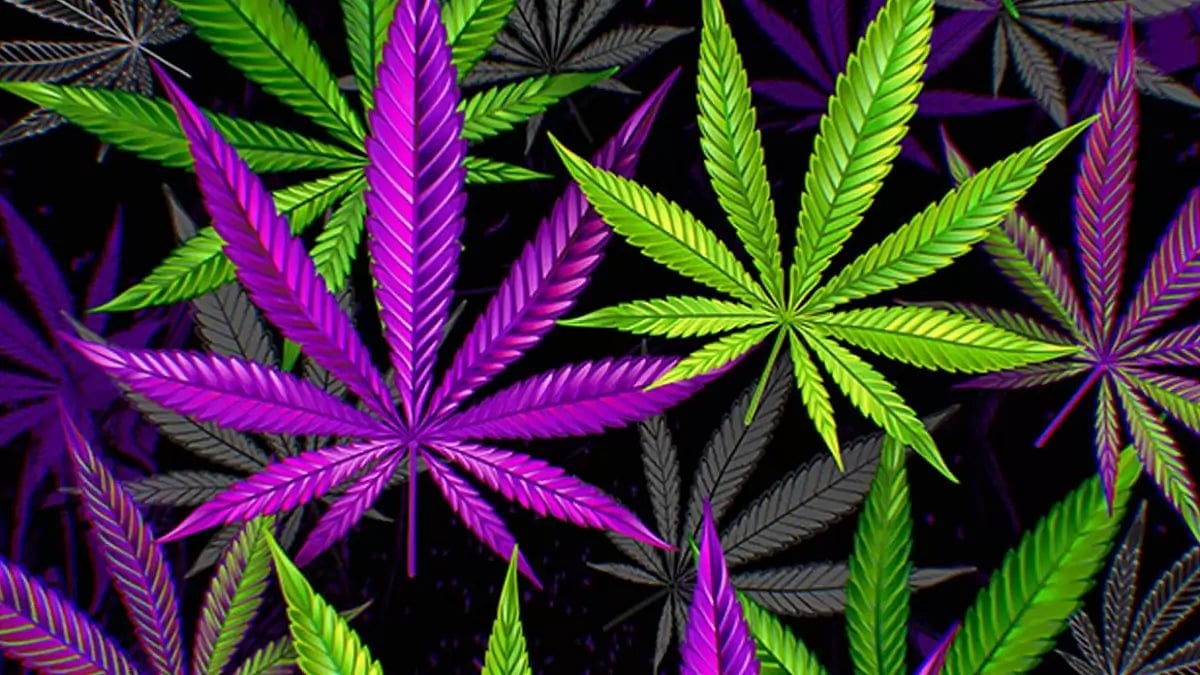 Best THC Detox 