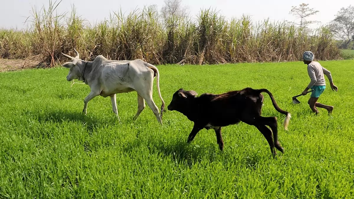 Photo: Suresh K Pandey/Outlook