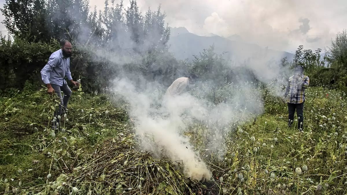 Officials destroying poppy cultivation in Kashmir.