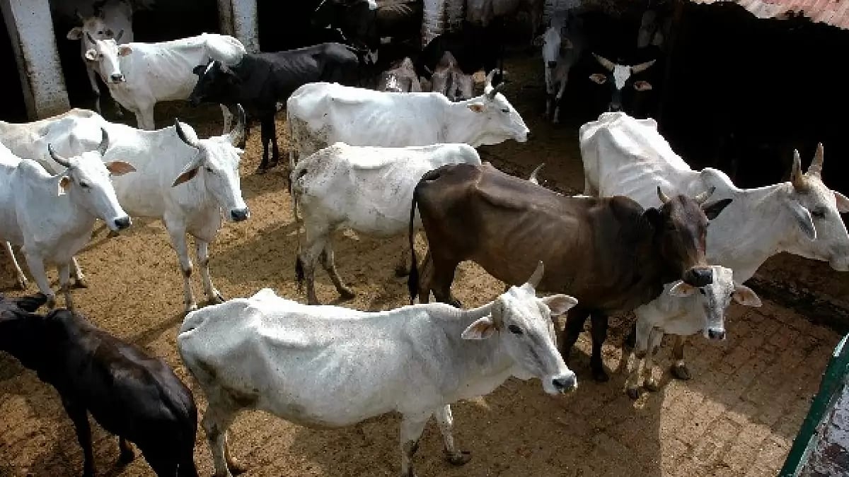 Kanpur Gaushala