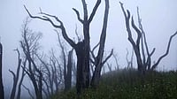 Nagaland landscape