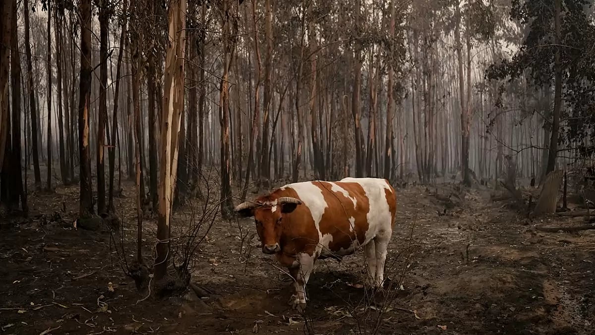 Chile Wildfires