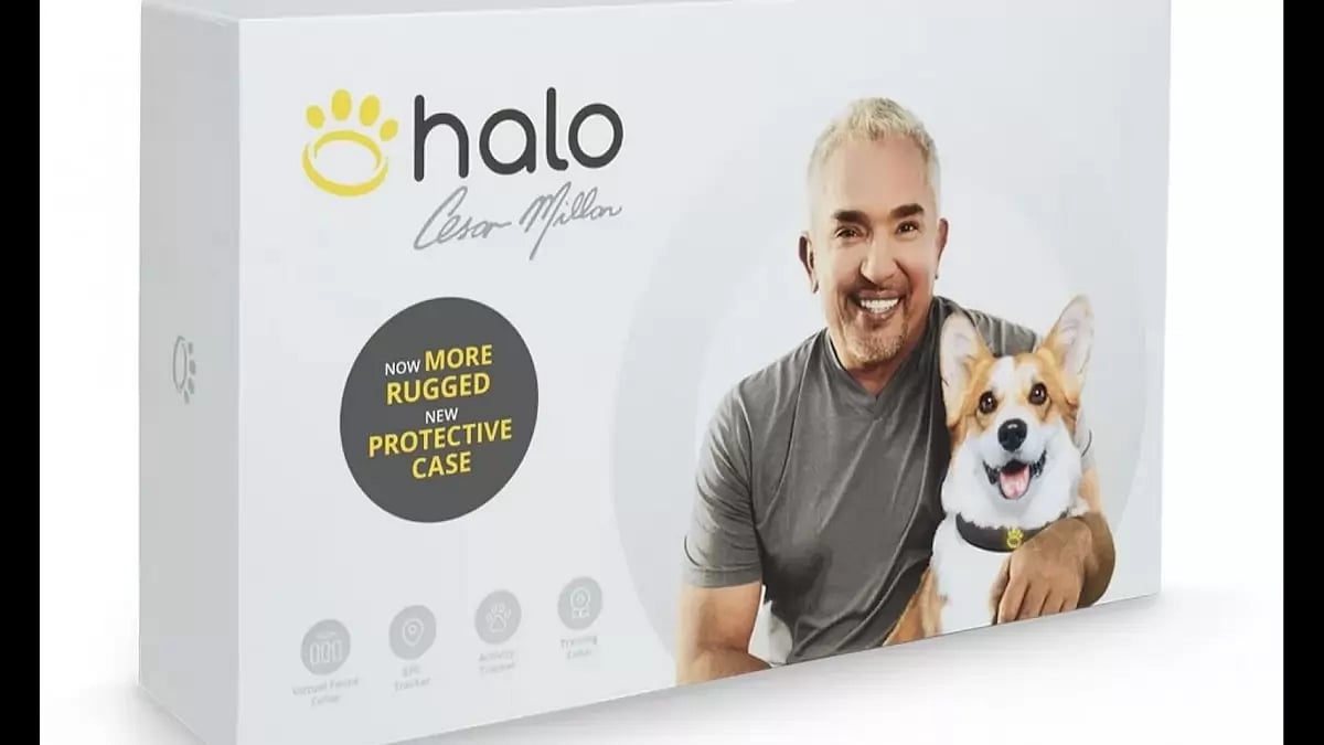 Halo 2+ Dog Collar Review
