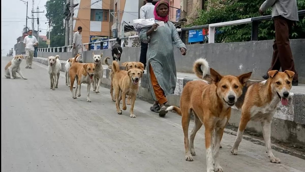A pack of stray dogs. (Representative image)
