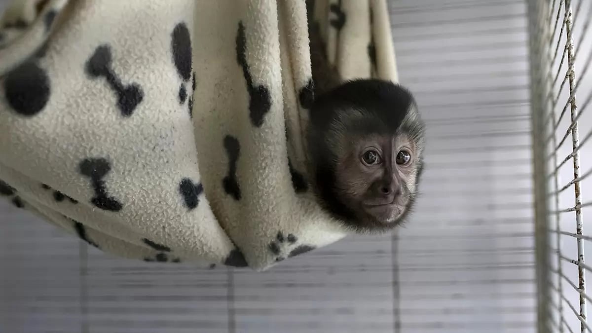 Brazil Animal Rehab