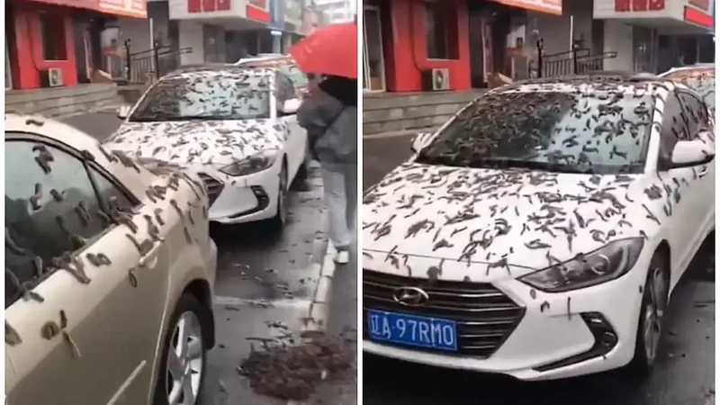 Worm Rain in China? This Bizarre Phenomenon Leaves Internet Stunned