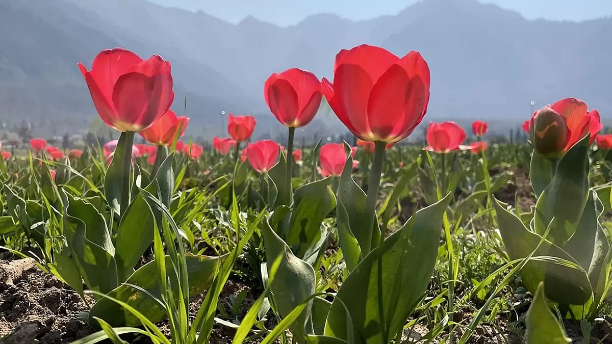 Tulip garden in Srinagar