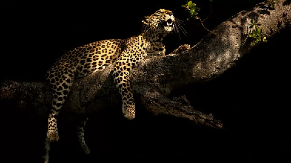 Two Leopards Electrocuted After Coming In Contact With Live Wire In Rajasthan’s Dholpur leopards in Srinagar