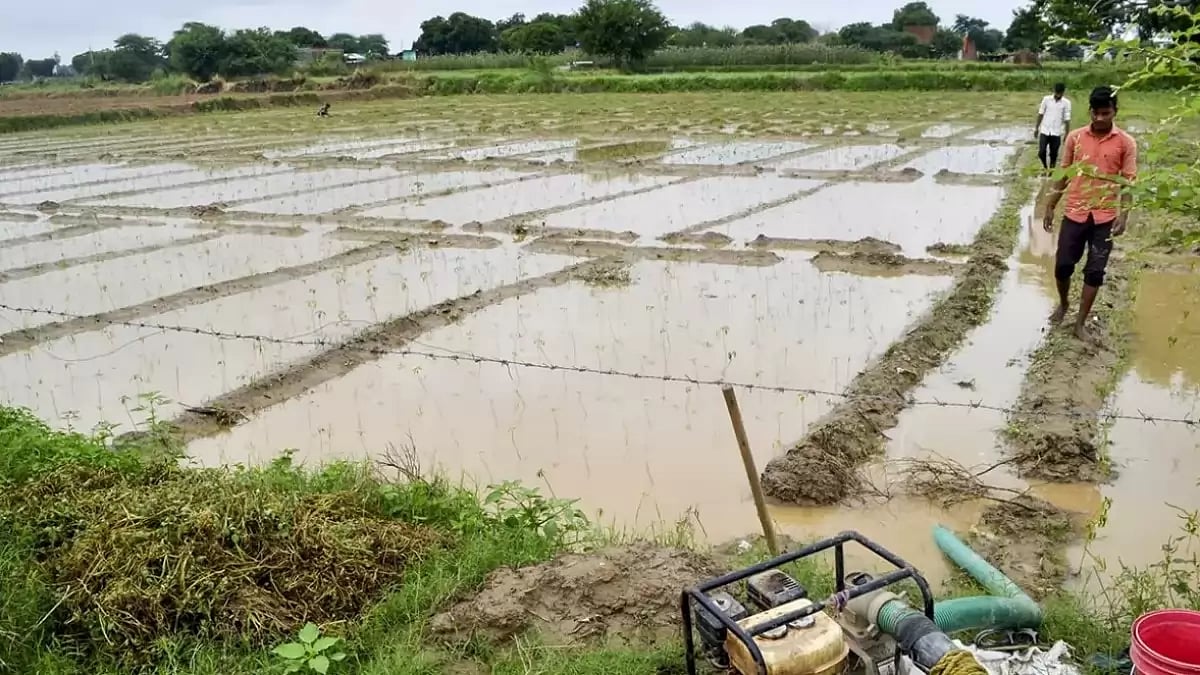 Unseasonal rains and high temperatures earlier this year have damaged crops in West and North India.