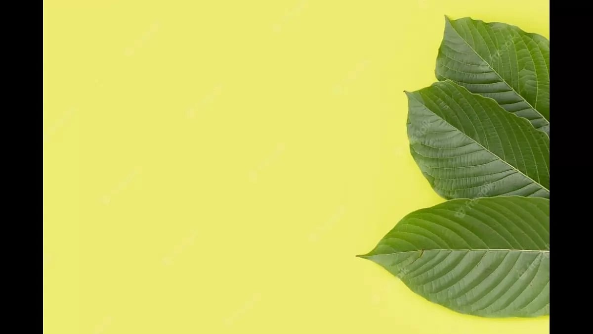 Best Kratom For Pain