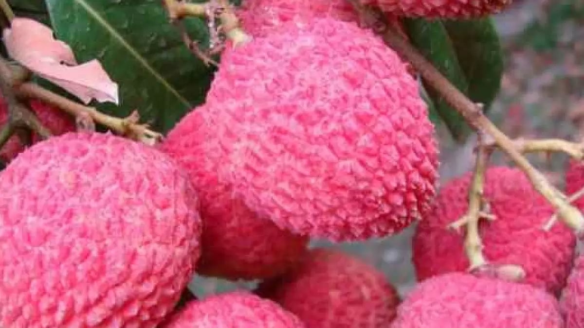 Production of new varieties of litchi in Bihar