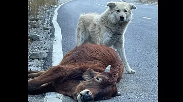 The Challenge Of Managing Street, Feral Dogs