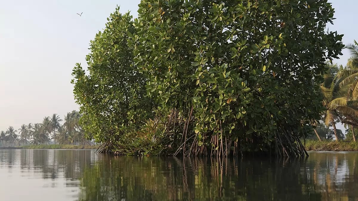 Mangrove Man