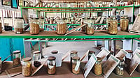 Farmer Diary Homegrown Seed Bank: Rice varieties preserved at Khan’s Rice Diversity Centre