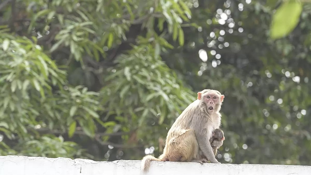 Monkey Chaser