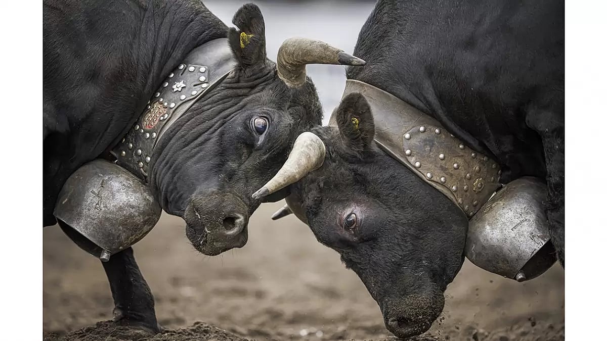 Switzerland Cow Fighting