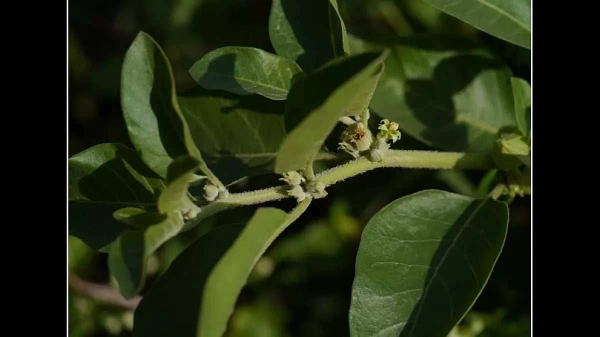 Ashwagandha