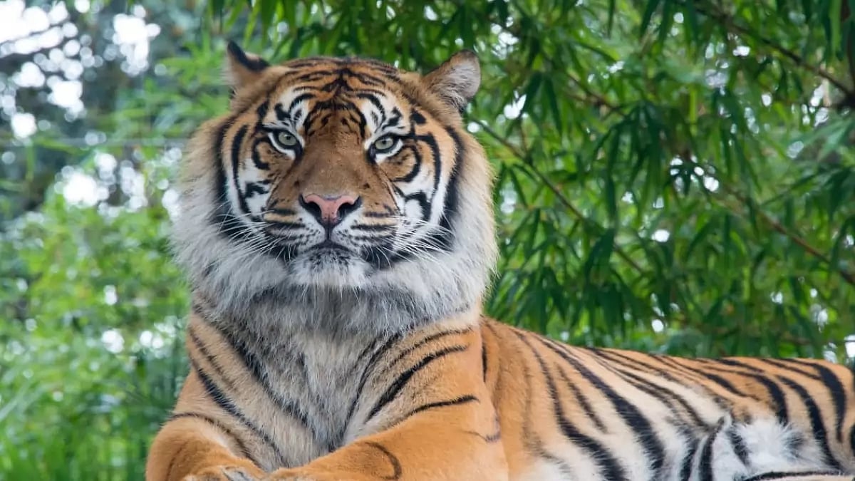 Save The Tigers In India