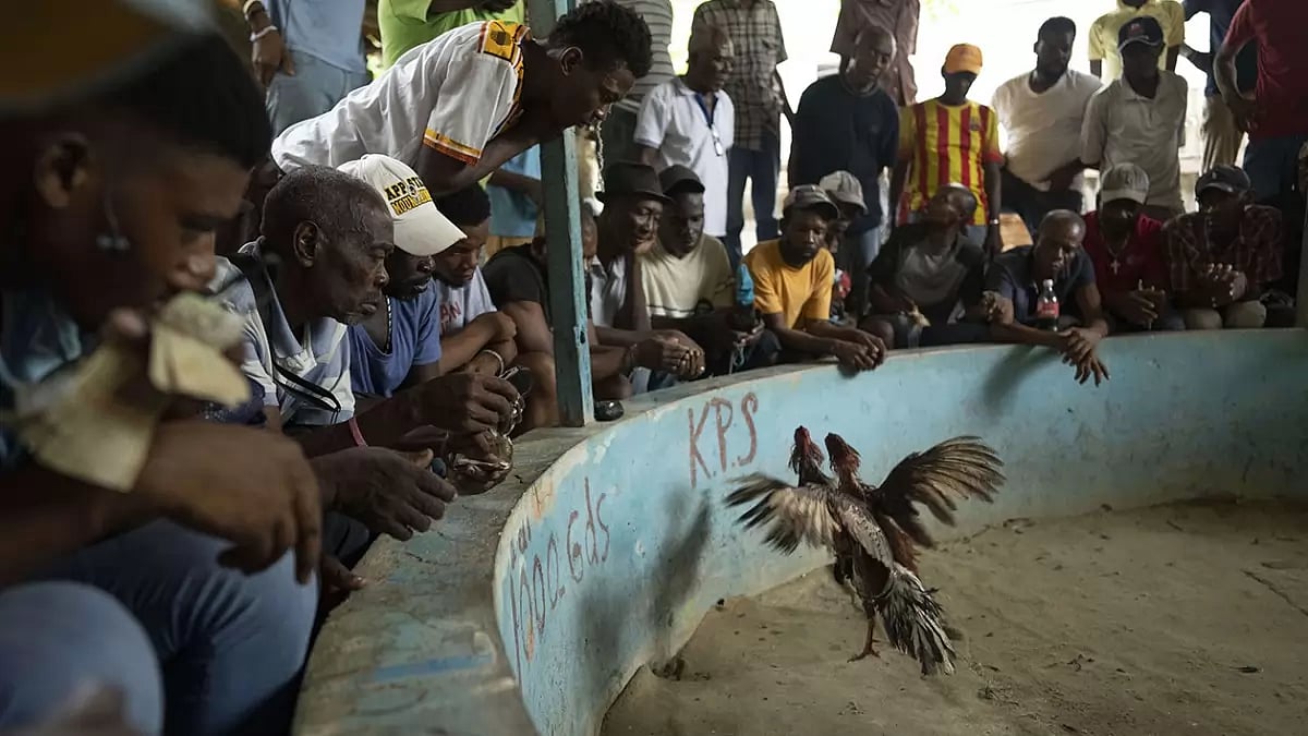 Haiti cockfighting
