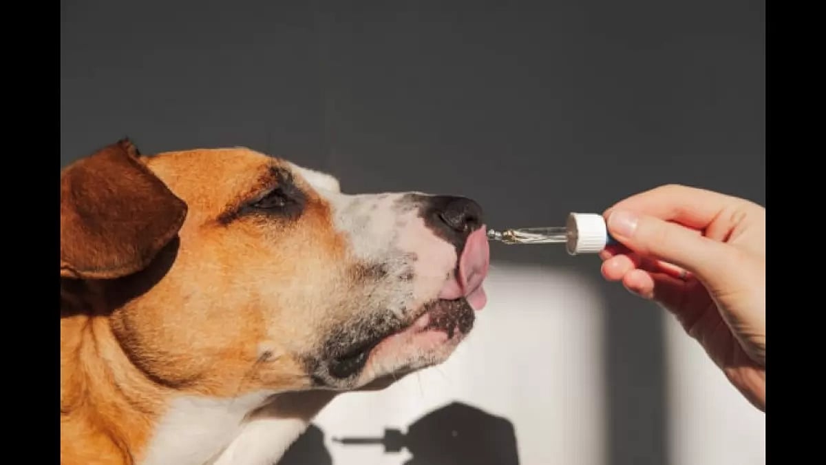 CBD For Dogs