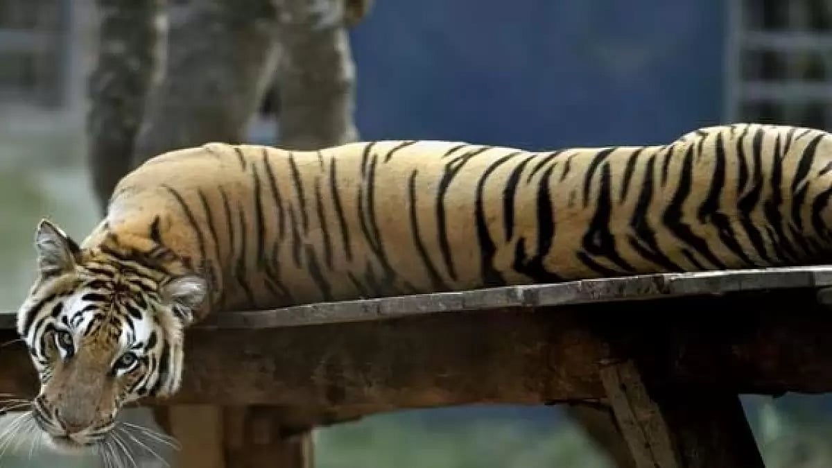 File photo : 
Wildlife experts have pointed to increasing pressure on tiger habitats due to infrastructure projects, shrinking corridors, human encroachment, and conflict with local communities. 