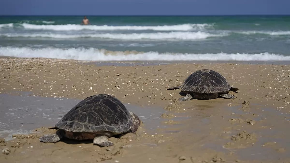 World Sea Turtle Day 2023