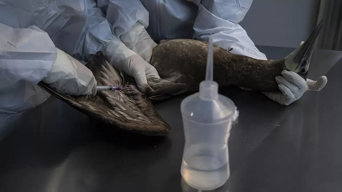Brazil Bird Flu