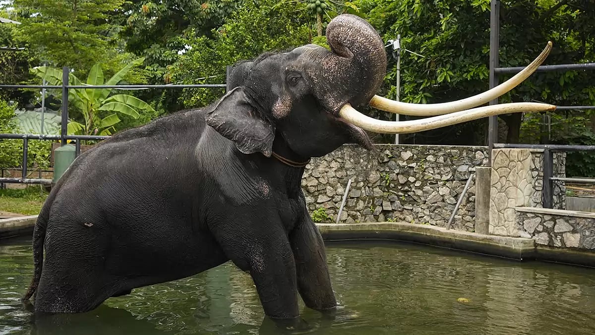Sri Lanka Thai Elephant