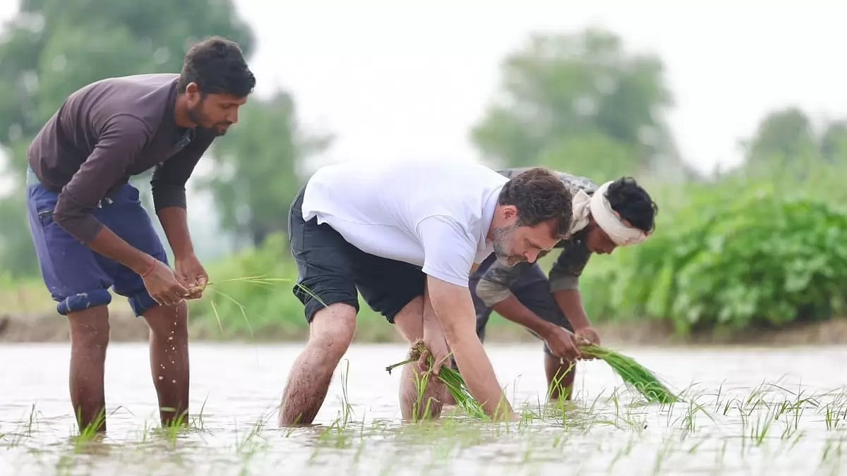 Congress leader Rahul Gandhi planting saplings in Haryanas Sonipat.