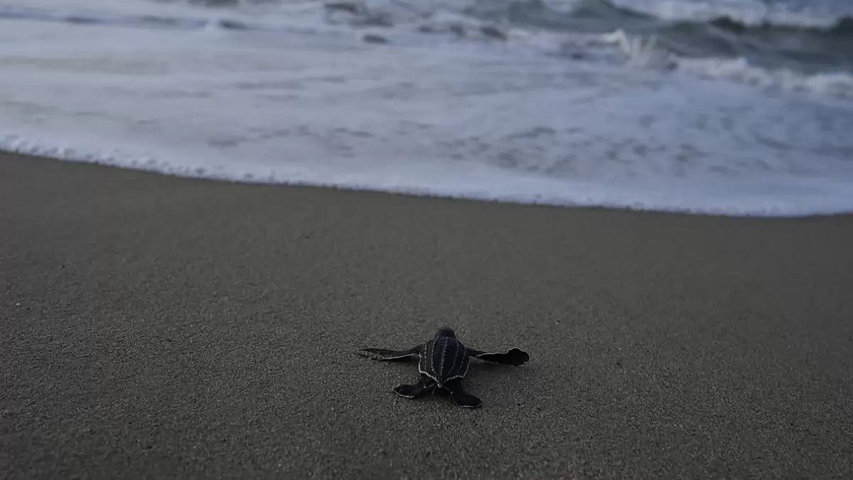Venezuela Marine Turtles
