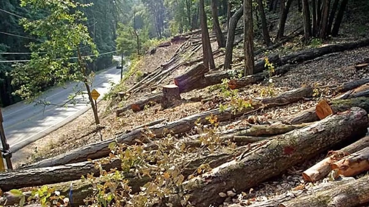 Experts feel that if the Forest Conservation (Amendment) Bill, 2023 is passed, then the deforestation would increase.