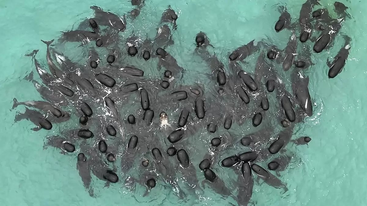 Australia Beached Whales