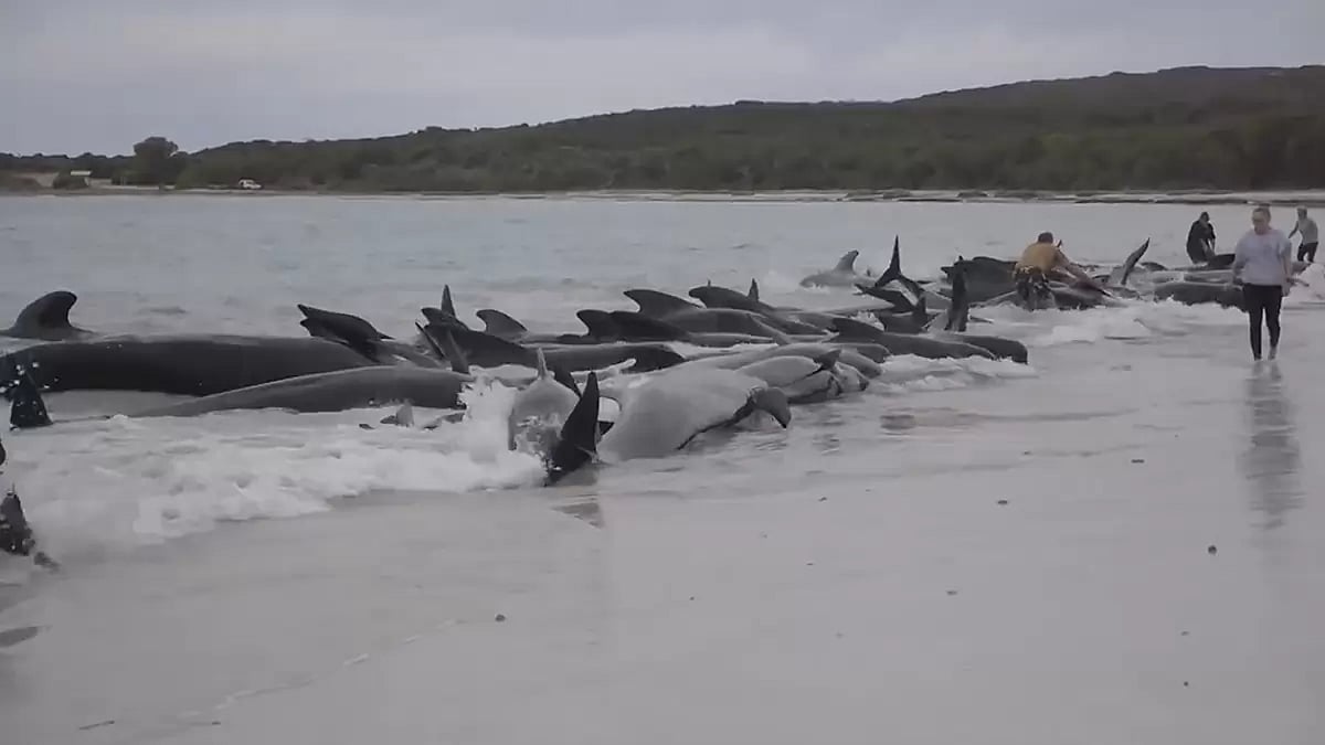 Australia Beached Whales