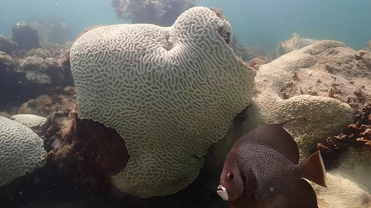 Coral Bleaching Florida
