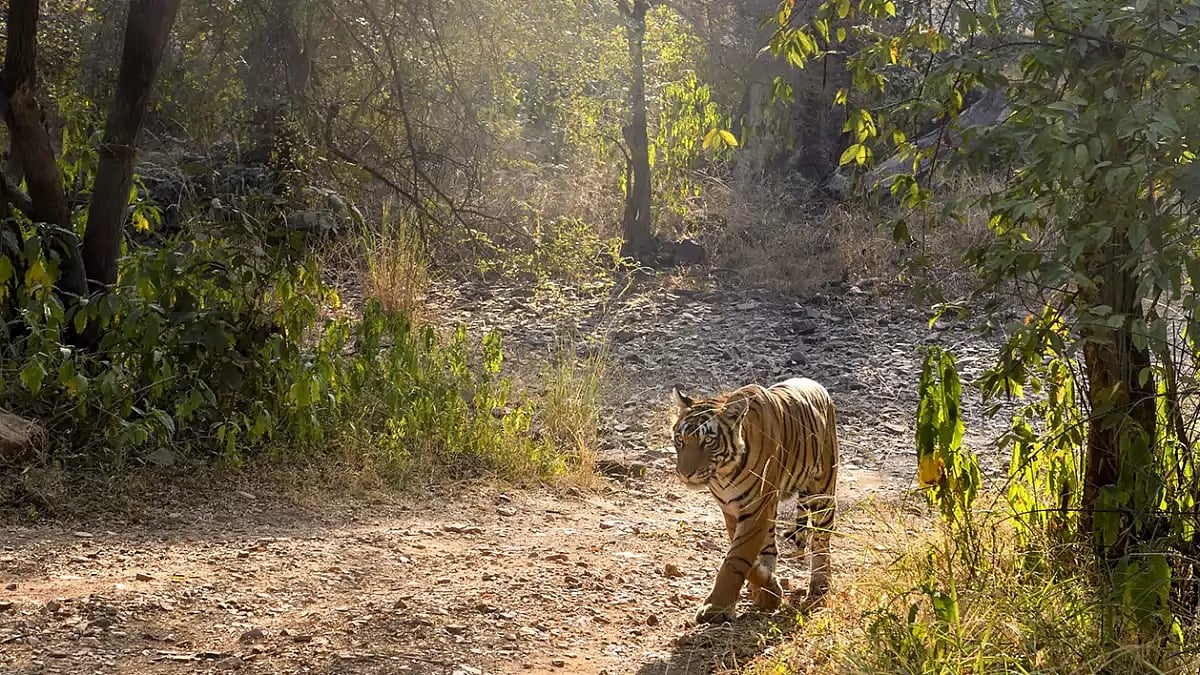 International Tiger Day