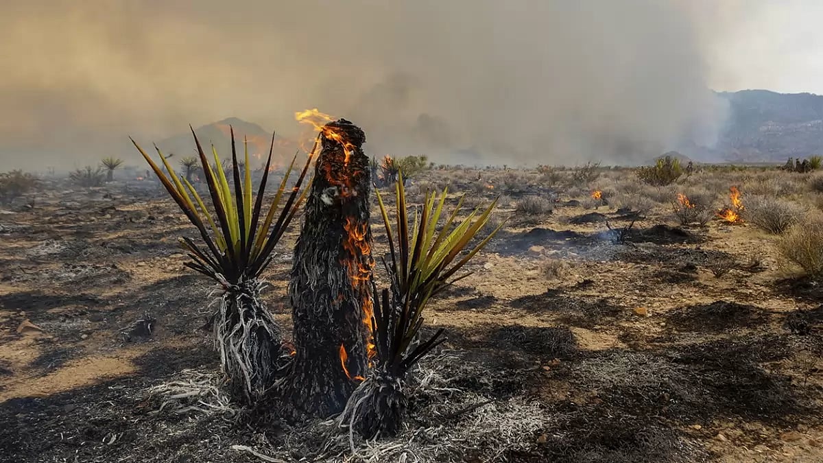 California Wildfires