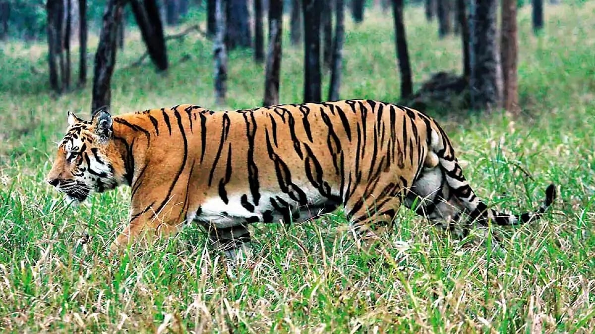 India has the worlds largest tiger population. 