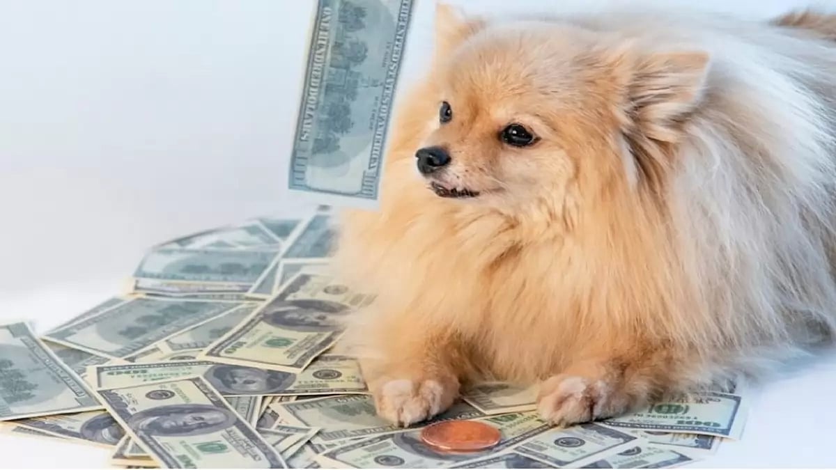 A Cute Pomeranian Puppy.